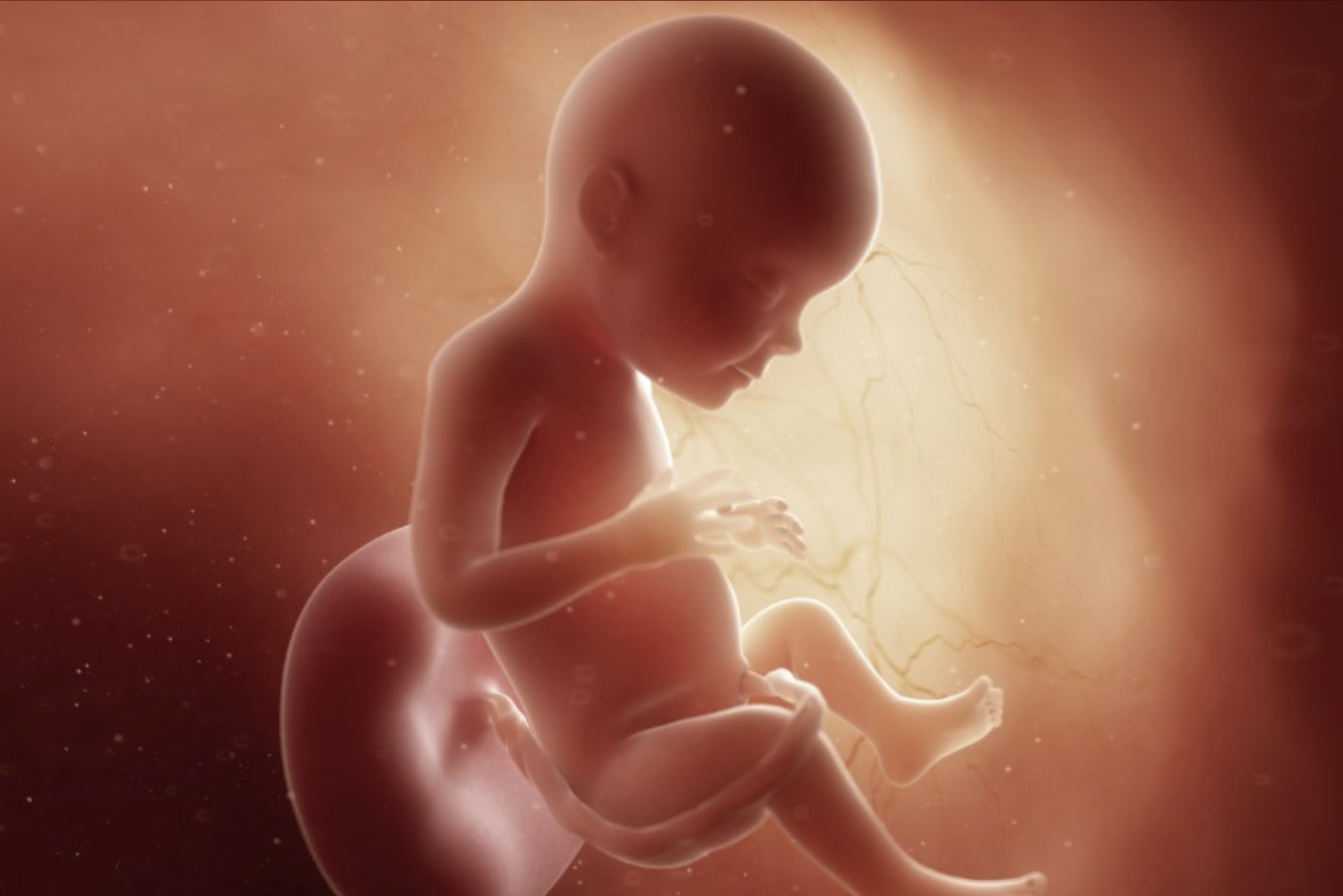 A digital graphic depicting a baby inside womb